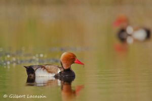 Nette rousse Netta rufina (Gilbert Lacassin)