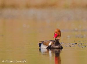 Nette rousse Netta rufina (Gilbert Lacassin)