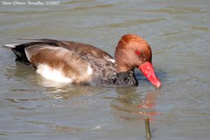 Nette rousse Netta rufina (Jean-Pierre Trouillas)