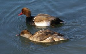 Nette rousse Netta rufina (Francis Burst)