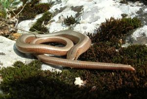 Orvet fragile (Anguis fragilis) : Pierre SORAIS