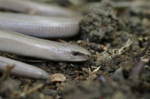 Orvet fragile (Anguis fragilis) : Cyrille SABRAN