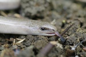 Orvet fragile (Anguis fragilis) : Cyrille SABRAN