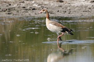 Ouette d'Egypte Alopochen aegyptiaca (Jean Pierre Trouillas)