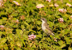 Fauvette babillarde Sylvia curruca (Patrick L'Hoir)