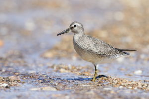 Bécasseau maubèche Calidris canutus (P.Percheron) 1