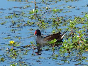 Gallinule poule-d'eau Gallinula chloropus (Michèle Carré)