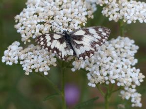 Demi-deuil (Melanargia galathea) : Daniel BIZET