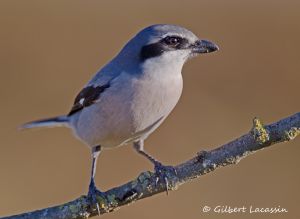 Pie-grièche méridionale Lanius meridionalis (Gilbert Lacassin) 