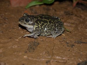 Pélobate cultripède (Pelobates cultripes) : Karline MARTORELL-BAUDIN