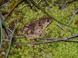 Pélodyte ponctué (Pelodytes punctatus) : Karline MARTORELL-BAUDIN