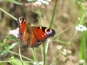 Paon de jour Aglais io (Serge CHARRA)