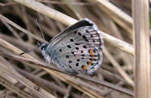 Azuré du thym (Pseudophilotes baton) : Roger Védère