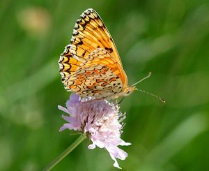 Mélitée des centaurées (Melitaea phoebe) : Francis Burst