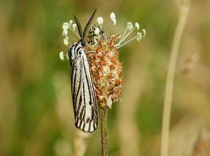 Ecaille striée (Coscinia striata) : Francis BURST