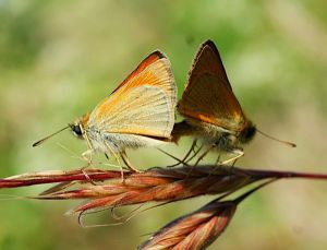 Héspérie de la houque / Thymelicus sylvestris (Francis BURST) : couple accouplé