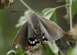 Bombyx du Palmier (Paysandisia archon) : Jean-Pierre Trouillas