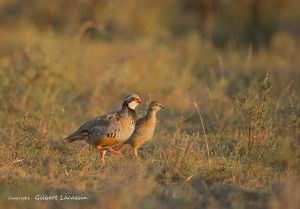 Perdrix rouge Alectoris rufa  (Gilbert Lacassin)