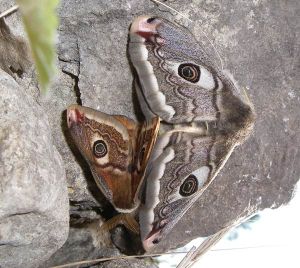 Petit Paon de nuit Saturnia pavonia (Mro) : couple