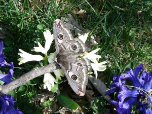 Petit Paon de nuit Saturnia pavonia (Mro) : femelle