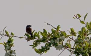 Pie-grièche écorcheur Lanius collurio (Francis Burst)