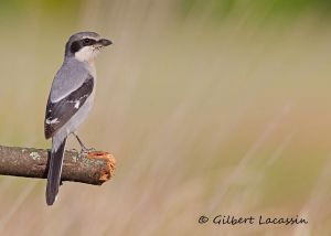 Pie-grièche méridionale Lanius meridionalis (Gilbert Lacassin) 