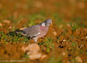 Pigeon ramier (Gilbert Lacassin)