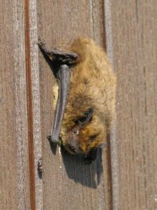 Pipistrelle non déterminée (Pipistrellus sp.) : Michèle Carré