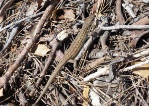 Psammodrome d'Edwards (Psammodromus edwarsianus) : Daniel BIZET : le 6 avril 2014 à Marguerittes, 1 adulte prend le soleil