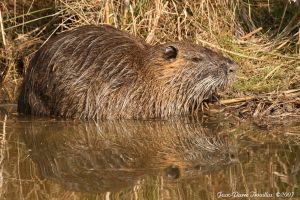 Ragondin (Myocastor coypus) : Jean-Pierre Trouillas