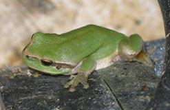 Rainette méridionale (Hyla meridionalis) : Roger Védère