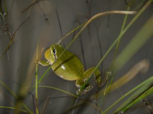 Rainette méridionale (Hyla meridionalis) : Karline MARTORELL-BAUDIN