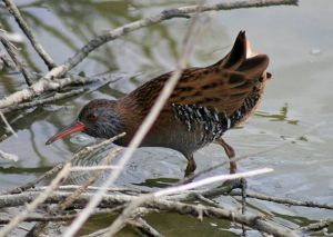 Râle d'eau Rallus aquaticus (Roger Vedere)