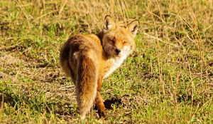 Renard roux (Vulpes vulpes) : Francis PELISSIER