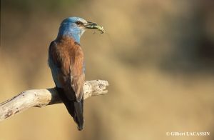 Rollier d'Europe Coracias garrulus (Gilbert Lacassin) 