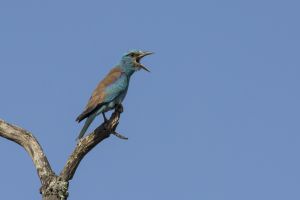 Rollier d'Europe Coracias garrulus (Christophe Dhéry)