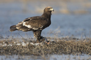 Aigle criard Aquila clanga (Simon Baudouin) 