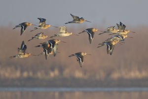 Barge à queue noire Limosa limosa (Simon Baudouin )