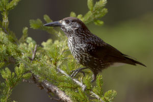 Cassenoix moucheté Nucifraga caryocatactes (Simon Baudouin)