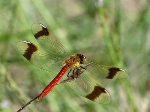 Sympetrum du Piémont (Sympetrum pedemontanum) : Geoffrey MONCHAUX