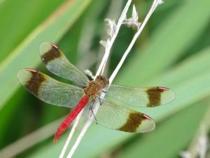 Sympetrum du Piémont (Sympetrum pedemontanum) : Geoffrey MONCHAUX