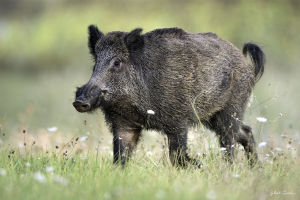 Sanglier Sanglier (Sus scrofa) Gilbert Lacassin