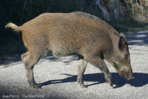 Sanglier (Sus scrofa) : Jean Pierre Trouillas