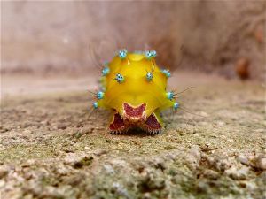 Grand Paon de nuit (Saturnia pyri) : Michèle CARRE