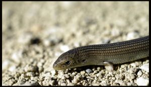 Seps strié (Chalcides striatus) : Cyrille SABRAN