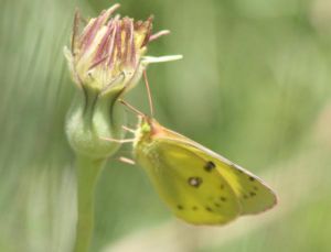 Souci Colias crocea (Roger Védère)