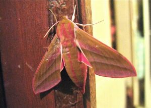 Le (Grand) Sphinx de la Vigne Deilephila elpenor (Michèle Carré)