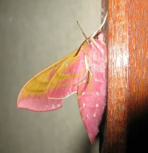 Le (Grand) Sphinx de la Vigne Deilephila elpenor (Michèle Carré)