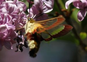 Sphinx gazé Hemaris fuciformis (Marie-José VALERO) : en plaine de Pompignan