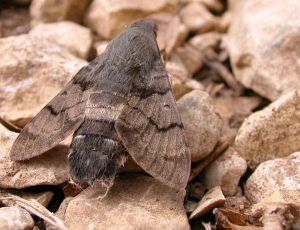 Moro-Sphinx Macroglossum stellatarum (Philippe Lavaux)